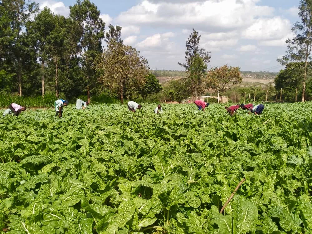 Participants working across the vegetable beds.