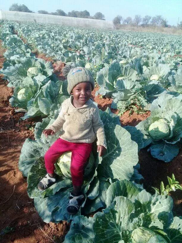 A child among mature cabbages.