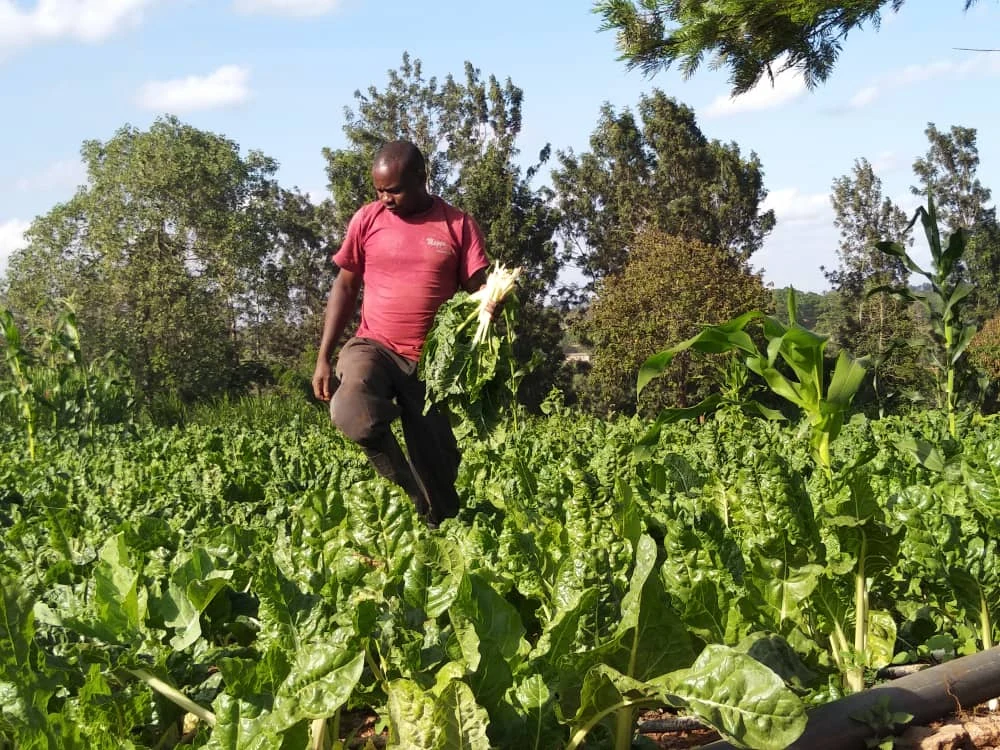 A participant carrying freshly picked leafy vegetables.