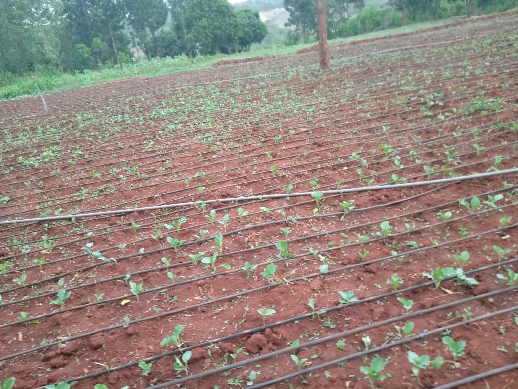 Drip irrigation lines run alongside young plants.