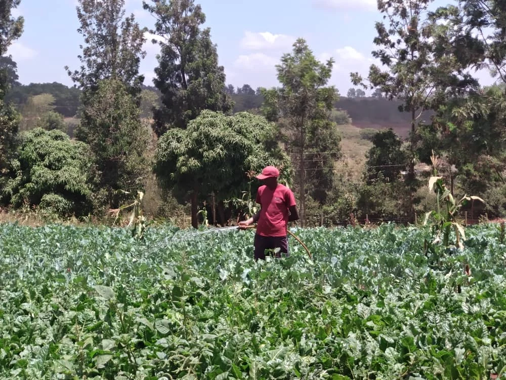 A child standing among rows of growing vegetables.