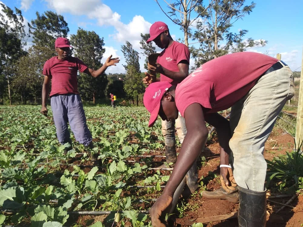 Participants working hands-on among young crops.