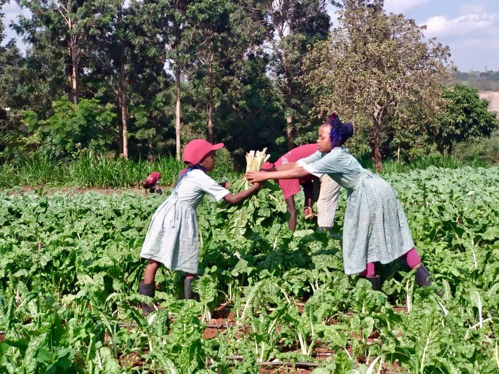 Two students passing leafy vegetables across a garden bed.