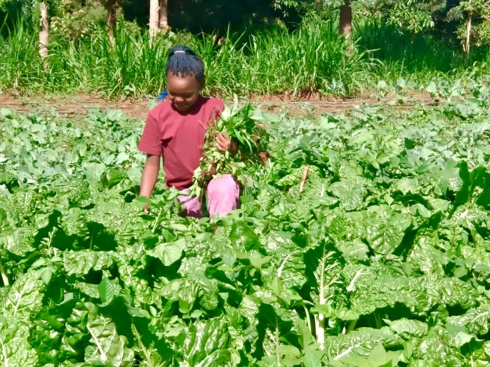 A child picking leafy vegetables.