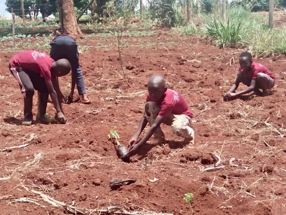 Children planting seedlings in prepared soil.
