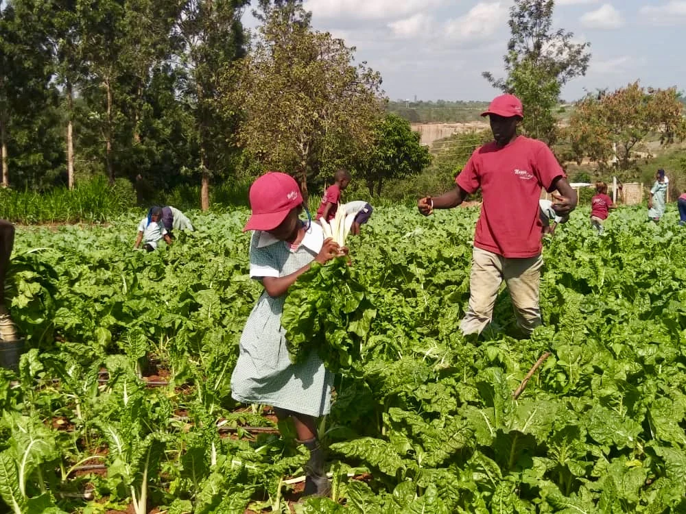 Participants sharing garden work among leafy crops.