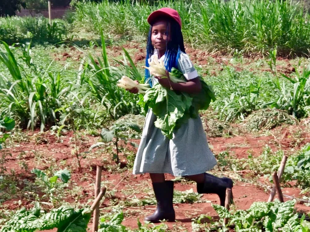 A student holding leafy vegetables in the garden.