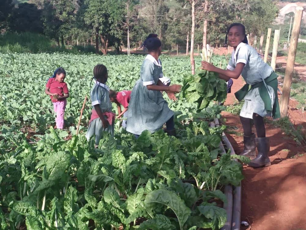 Students gathering leafy vegetables from the garden.