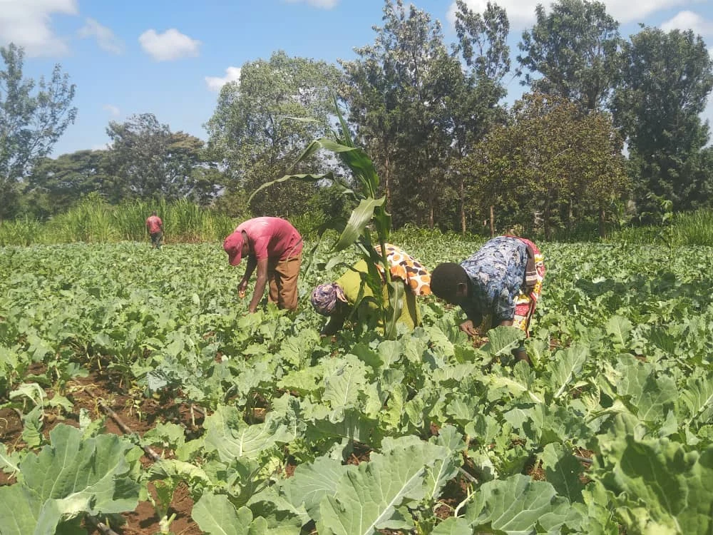 Participants tending crops together.