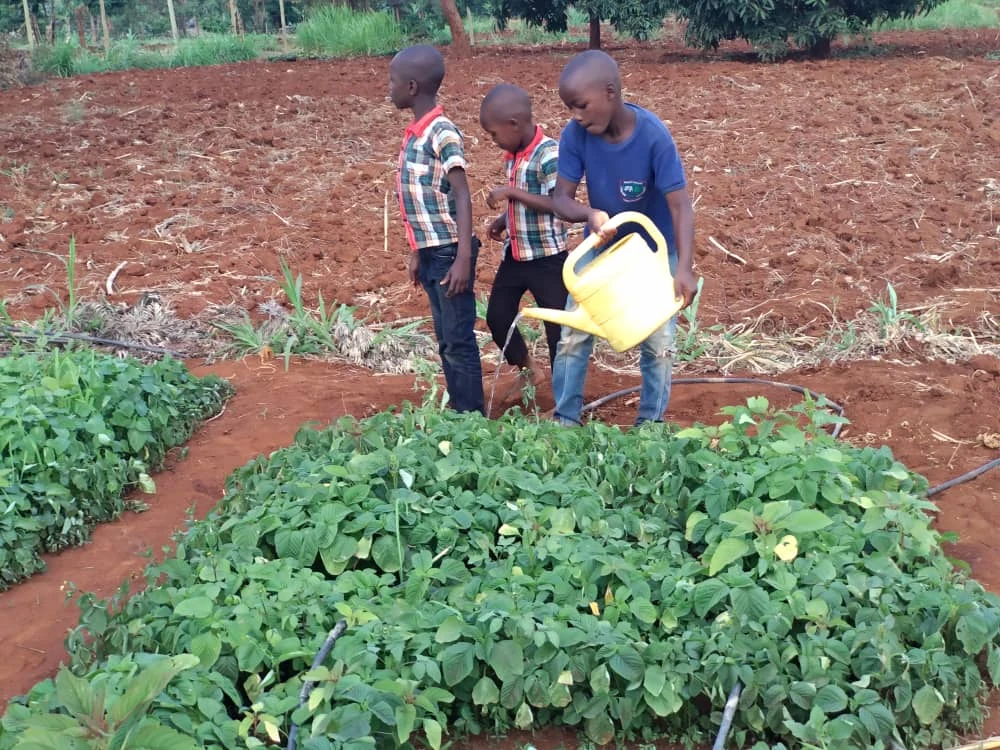Children watering young plants with a watering can.