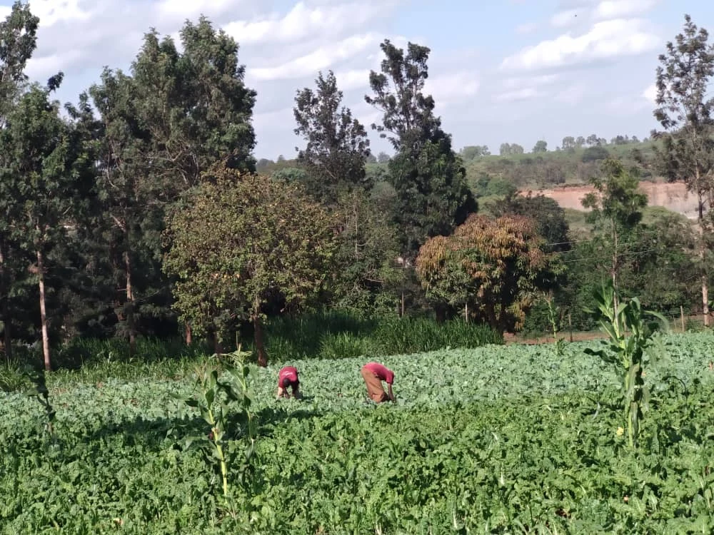 People tending vegetables in a garden surrounded by trees.