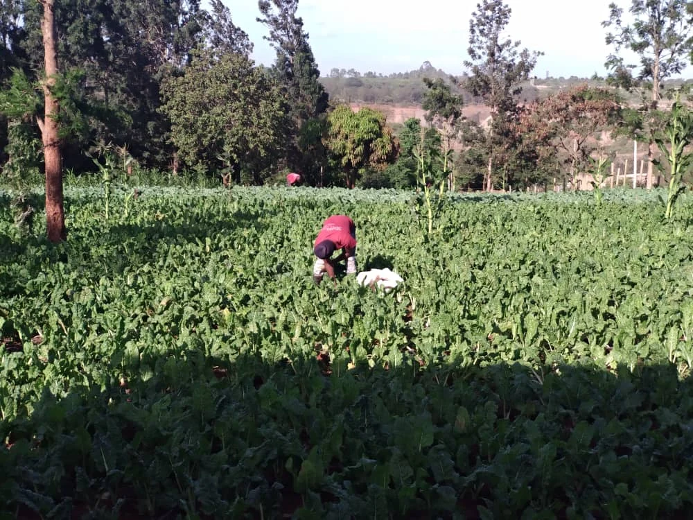 A participant working among mature vegetables.