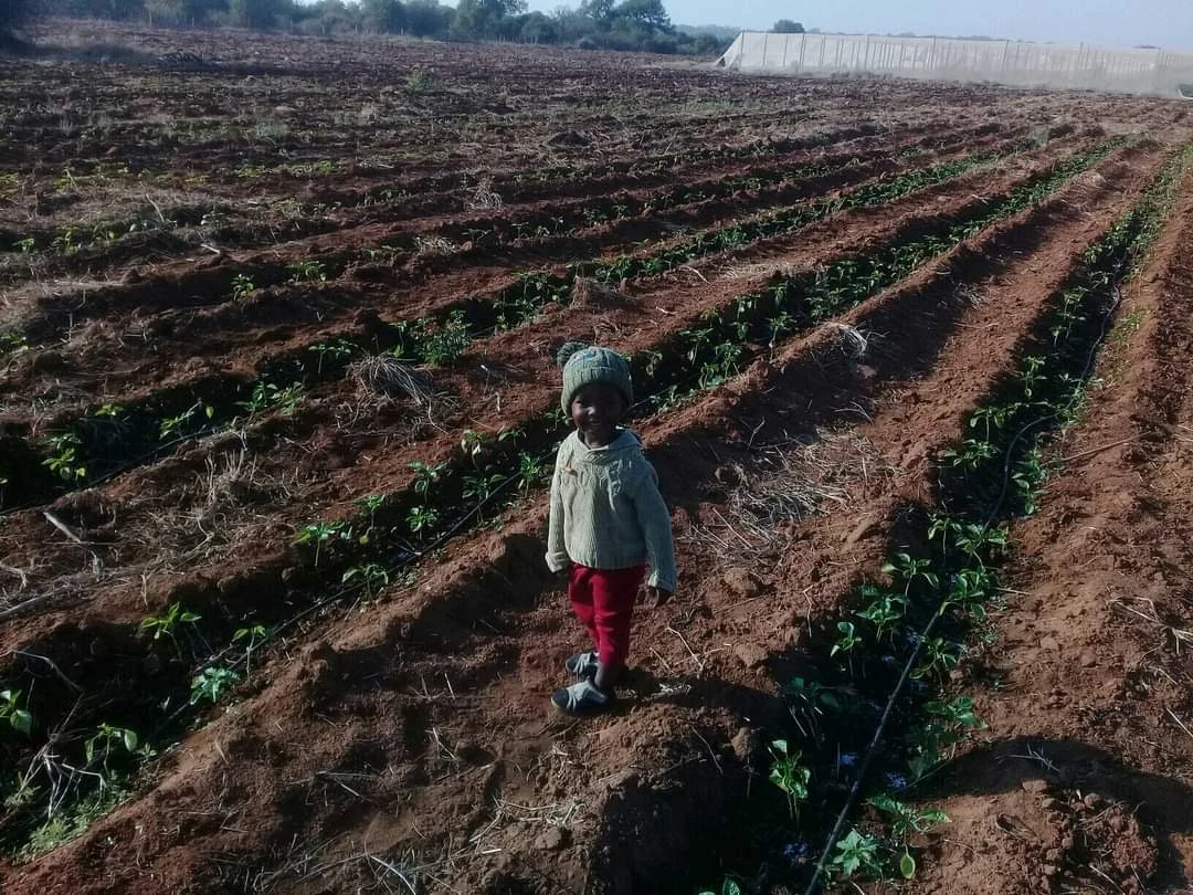 A child beside rows of young plants.